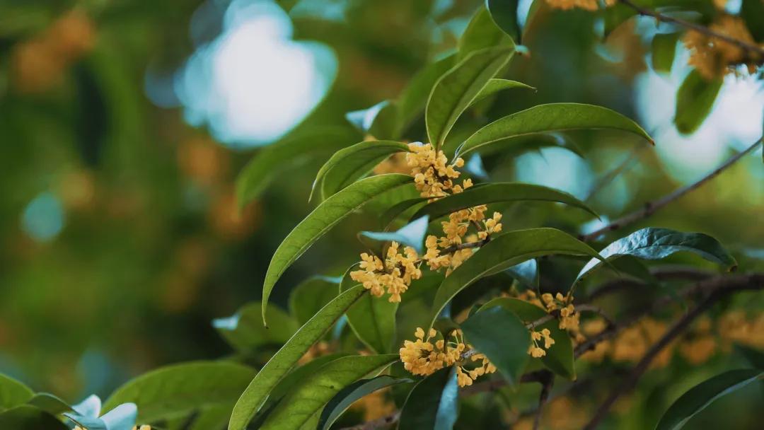 双流，我被你香醒了