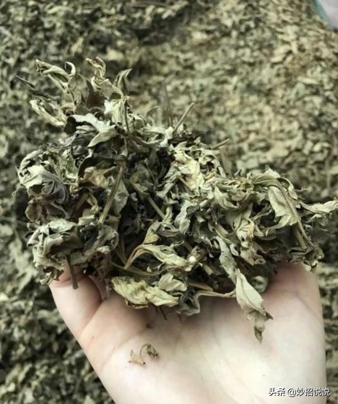 自己用艾草做的坐垫有效果吗,女用艾草坐垫