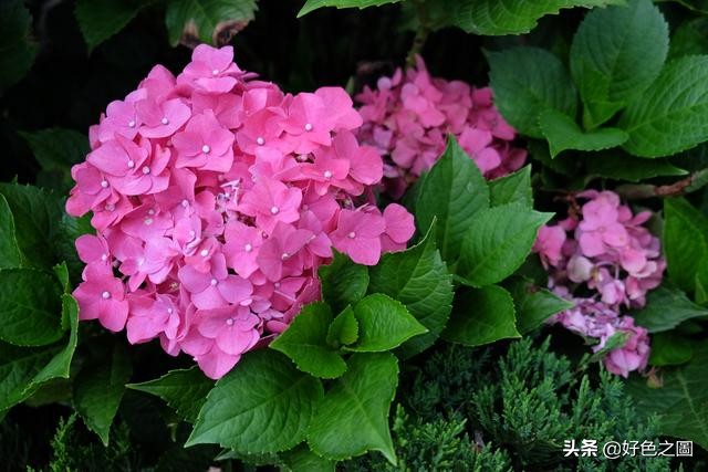 最好的微距拍摄方法,微距摄影环