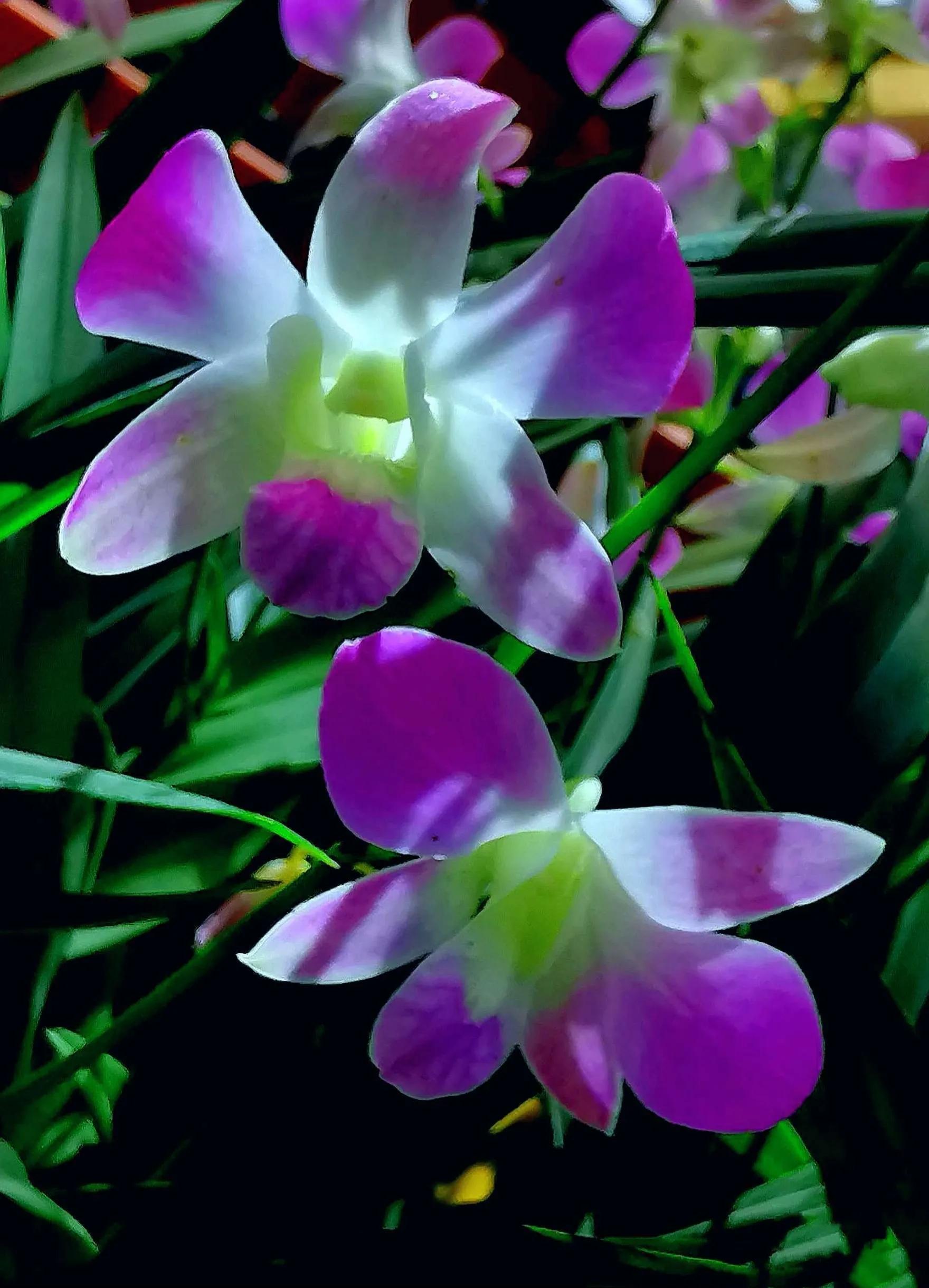 兰花高洁的古诗,高洁典雅的兰花壁纸