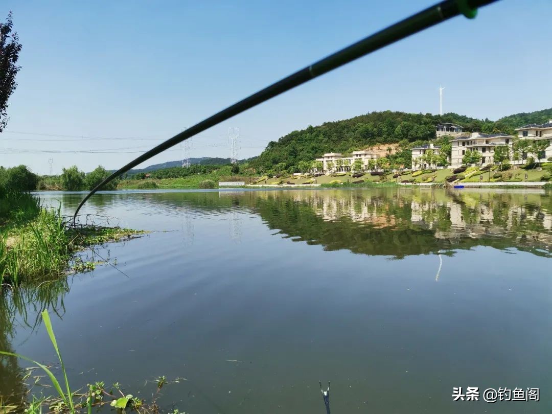 野生草鱼打窝用什么饵料,野生大草鱼怎么钓