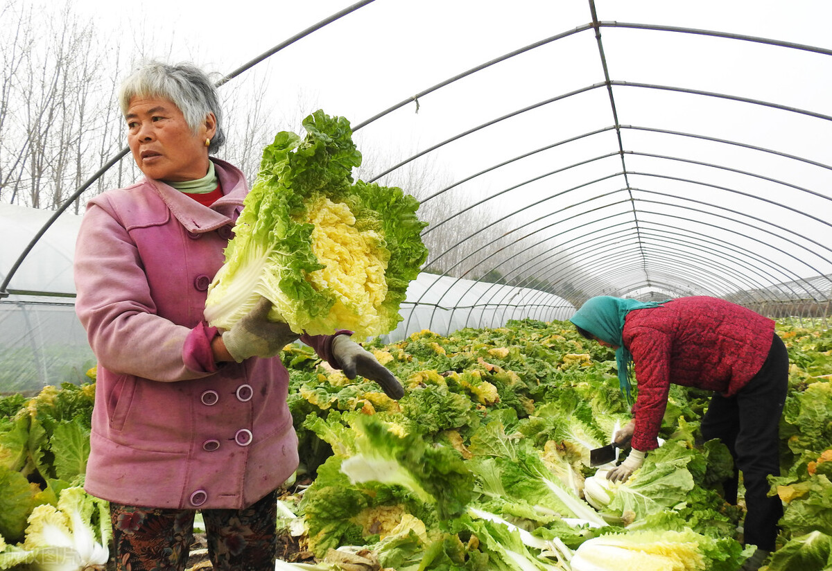 白菜能喷硫酸铜吗,白菜喷醋醋放多了可以吗