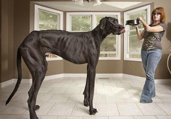 短腿狗腊肠犬,吉尼斯纪录最长的腊肠犬