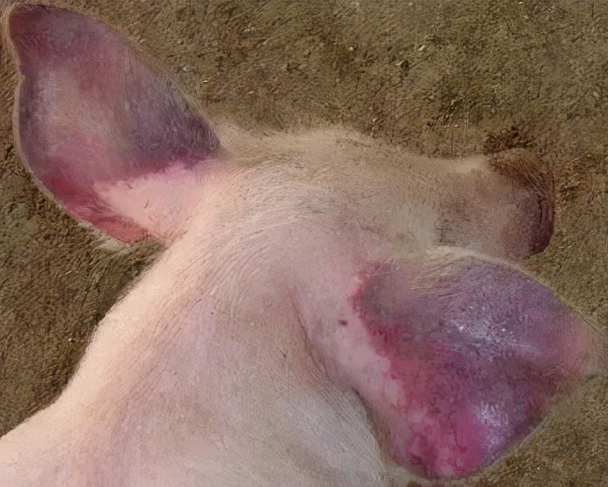 育肥猪耳朵发紫会是蓝耳病吗,蓝耳病猪耳朵为何会发紫