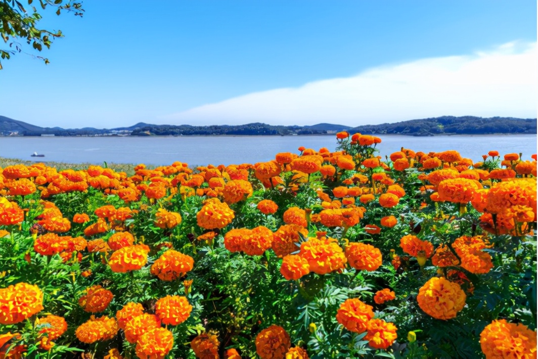 园林花卉学知识点,园林花卉学第三版知识点