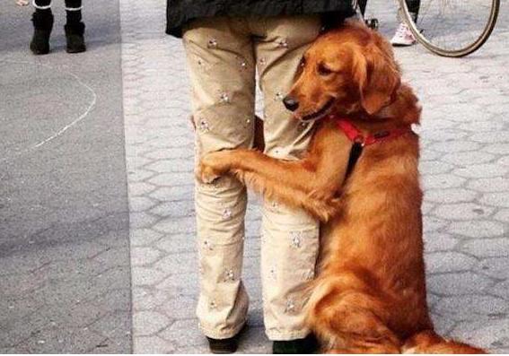 狗狗独自在家怎么解闷,狗狗自己在家怎么办