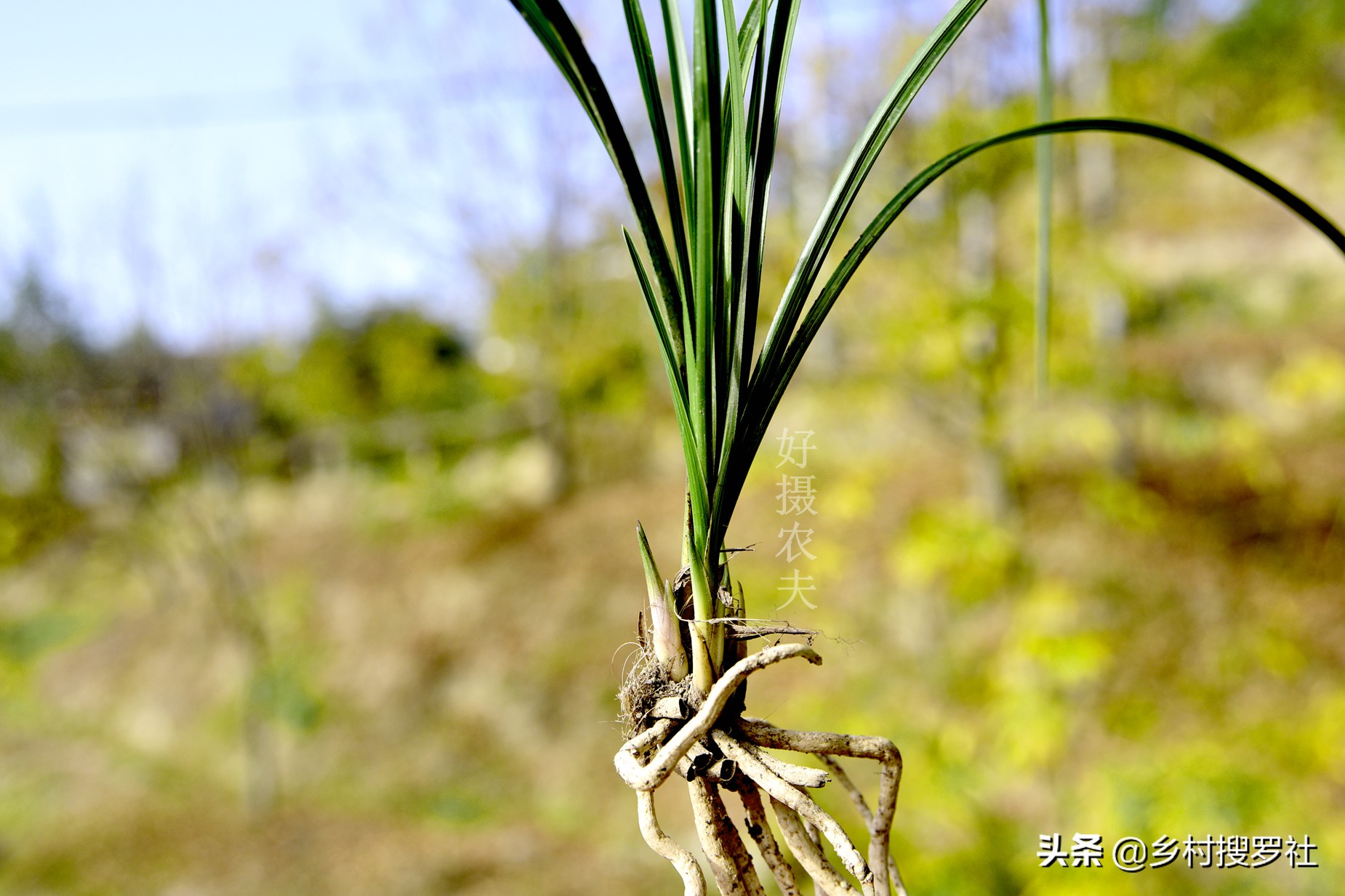 兰花要用什么肥成活率最高,兰花什么时候种植成活率高
