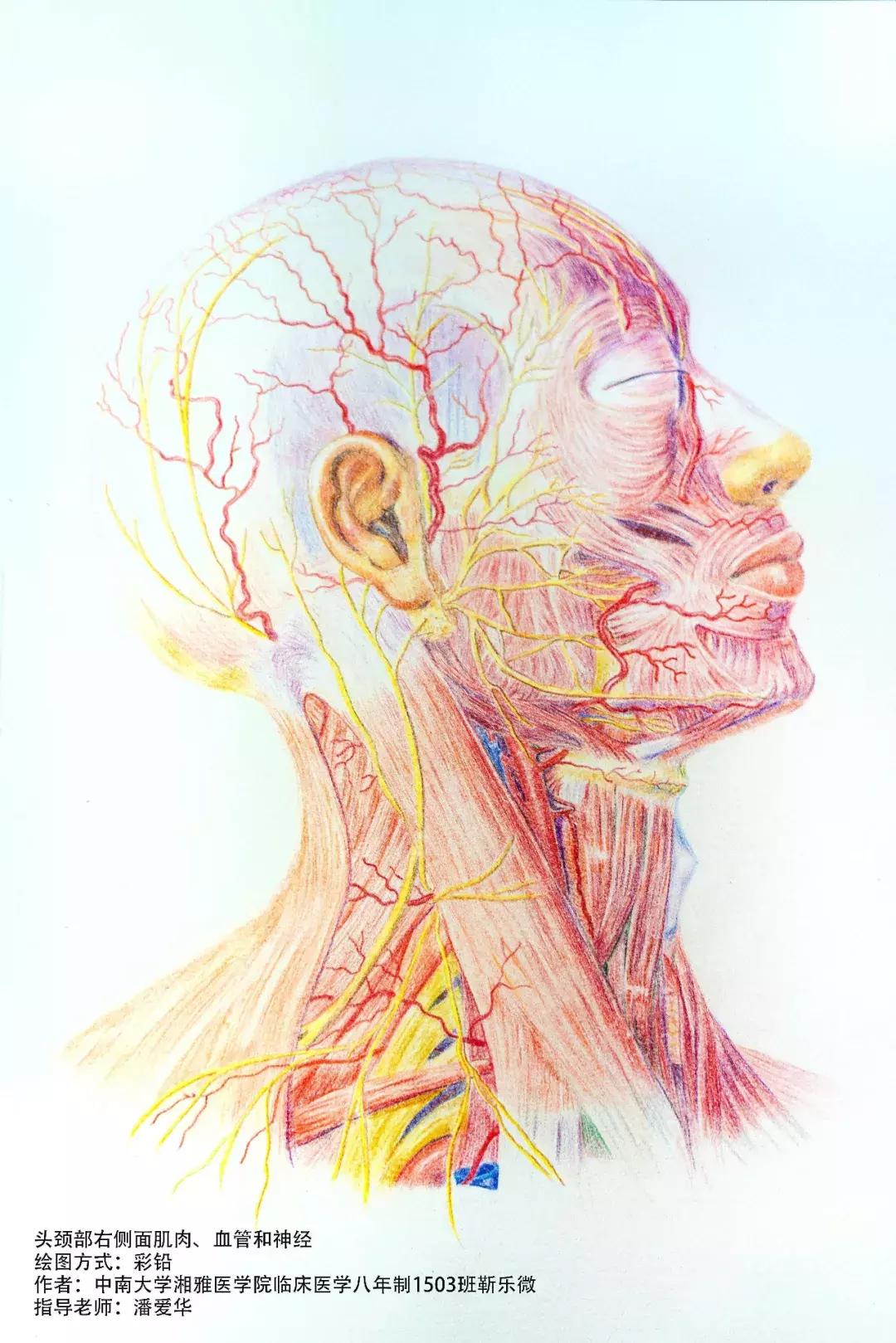 兰大医学生手绘解剖图,南方医科大学学生手绘解剖图