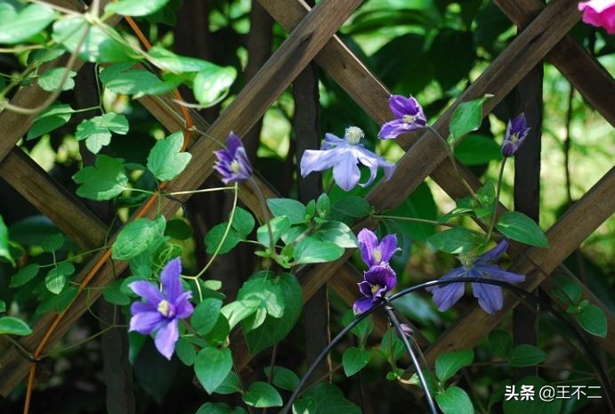 远赴人间盛宴谈笑风生不动情,远赴人间惊鸿宴谈笑风生不动情