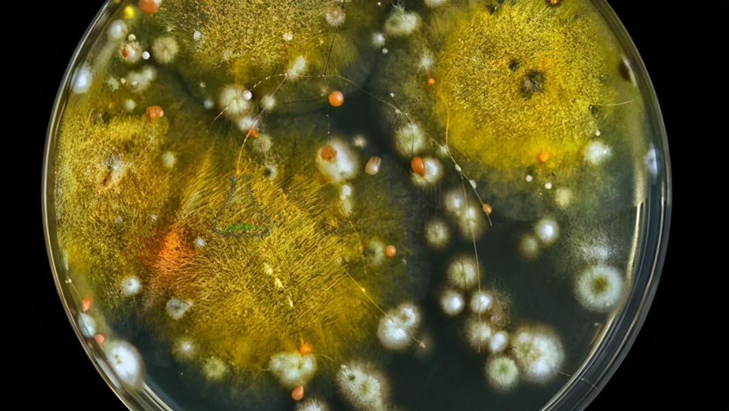 海带是属于植物还是美食,海带可食用的部分是它的叶片吗