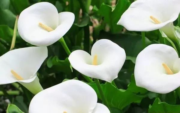 世界各国国花国树大全,世界地图及各国国花