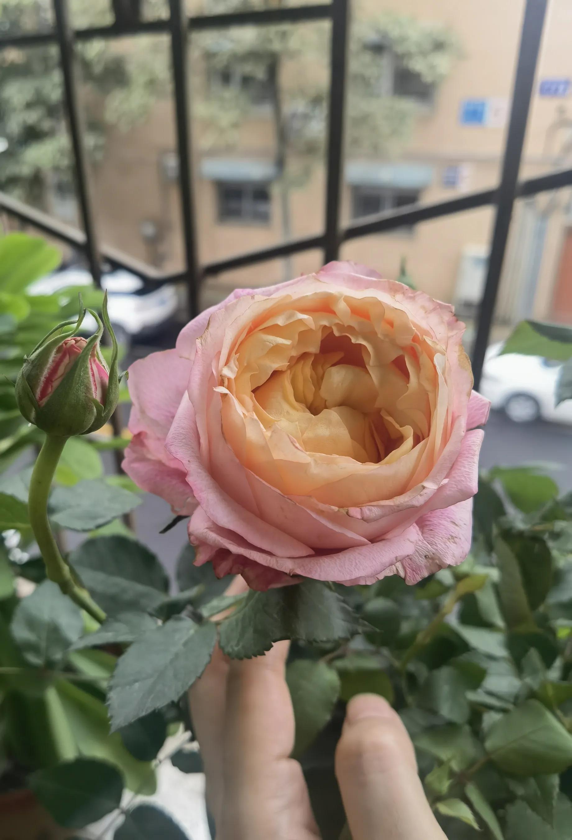 月季怎么买靠谱,月季开箱