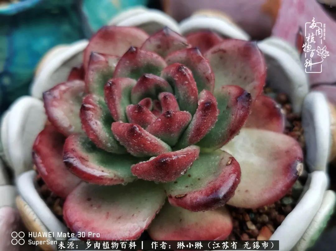 又到多肉变美时，一切都鼓励我积极向前