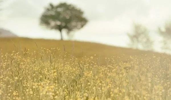 武汉疫情下蜗居在家的14亿人:找回IC的家,是动荡2020真正的邀请