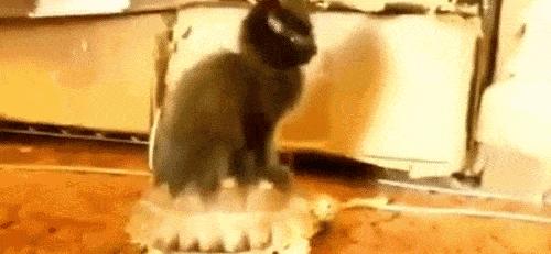 能不能养宠物鼠狗兔猫,能不能养宠物鼠猫狗呢