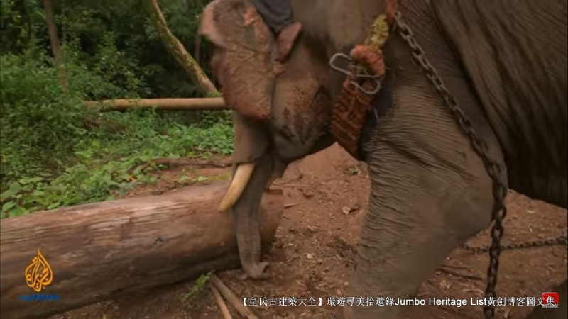 第1844回:皆伐破坏栖息生态,间伐劳工大象伐木