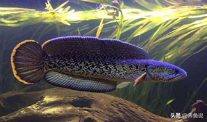 养金龙鱼会好养吗,金龙鱼红龙鱼怎么养才是正确