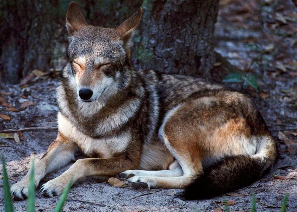 当狼遇到真正的狼时,当狼遇到真正的哈士奇