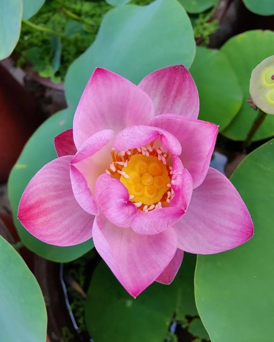 碗莲种子快速出芽的方法,碗莲种子可以用透明容器泡发吗