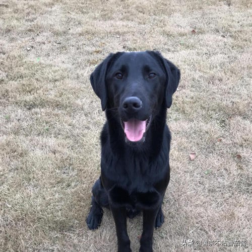 犬文化,犬类科普知识大全