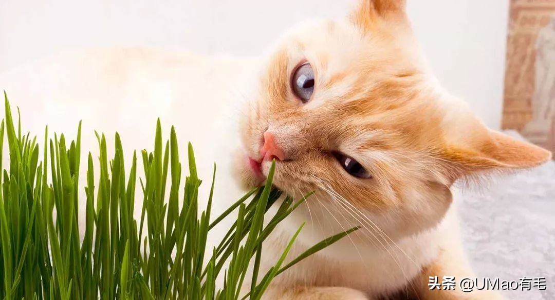 不许猫咪咬东西,不要溺爱猫咪