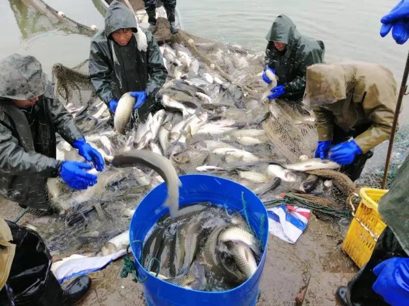 鱼价回落了么,今年草鱼价什么时候降