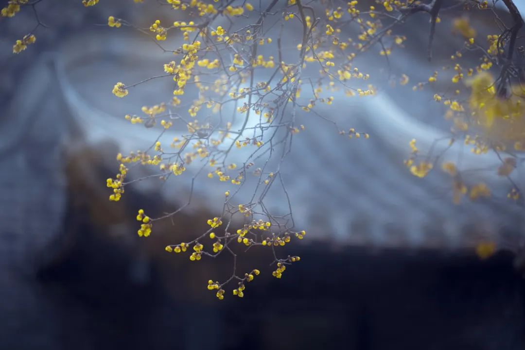 鼻痒咽痒咳嗽,过敏经常反复鼻眼痒