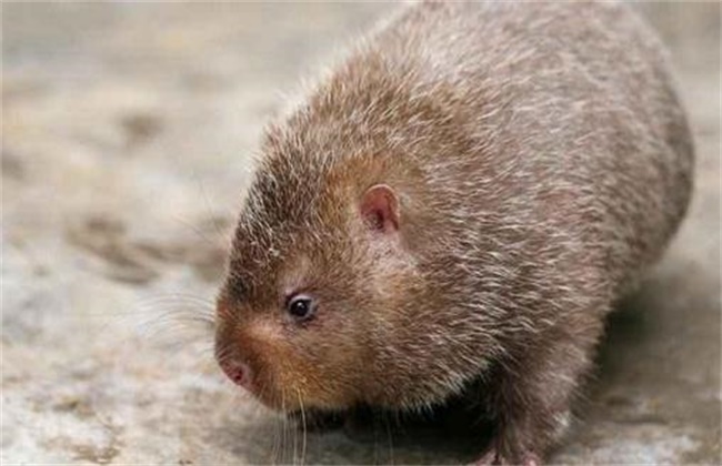 竹鼠掉牙怎么办,竹鼠掉毛怎么处理