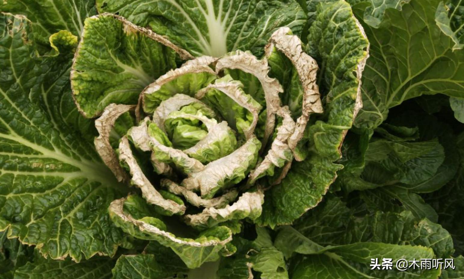 大白菜预防烧心,大白菜防治干烧心的办法