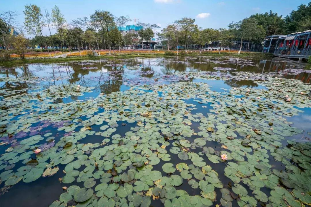 赏花海+机动游戏任玩+VR体验、5D电影等！还有财神爷派利是！