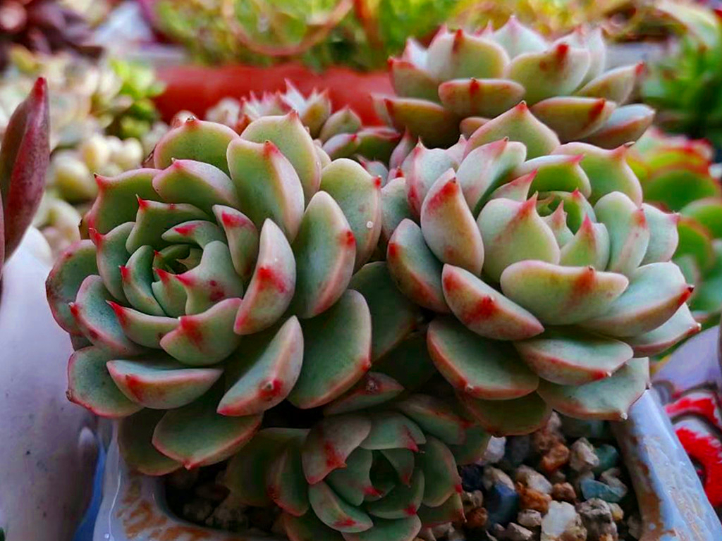 多肉病害不断，除了通风不好之外，最大的原因是潮湿，要这样解决