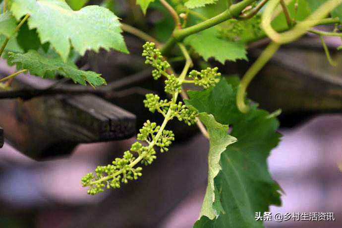 葡萄花穗太多怎么管理,葡萄花少的原因及解决方法