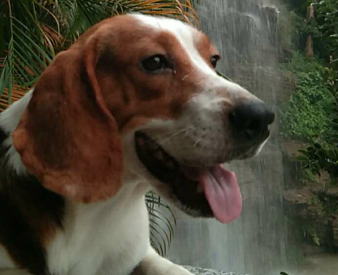 养比格犬好玩吗,比格犬适合新手养吗