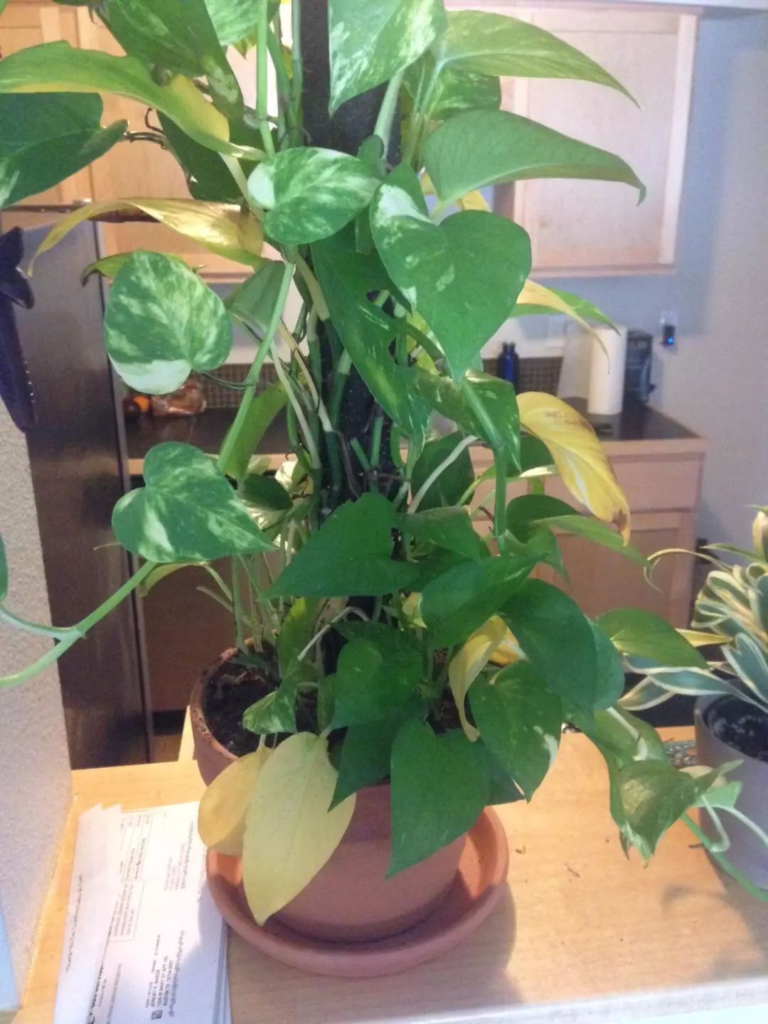 绿萝浇啤酒后叶子突然发黄怎么办,绿萝放在空调房里为什么叶子发黄