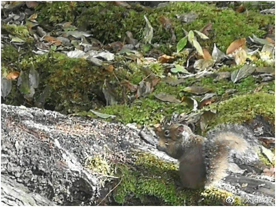 西安重庆成都九寨沟旅行顺序,出游记之四川