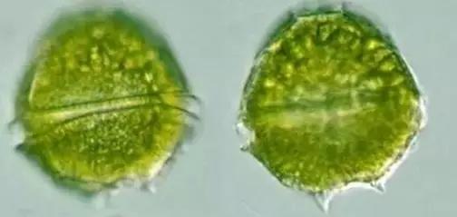 水产养殖业藻类的生命周期,水产养殖常见藻类植物