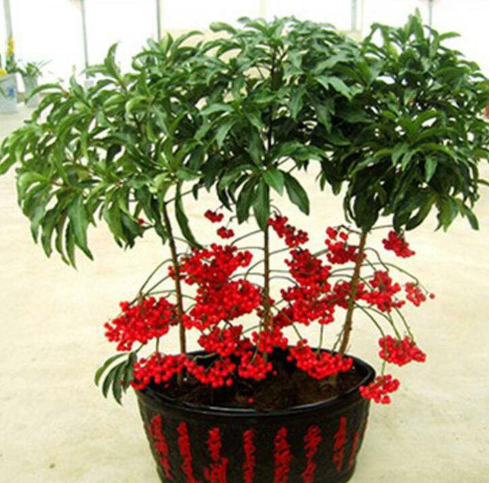 什么样的花盆好看简单好养,养花花盆如何选择大小