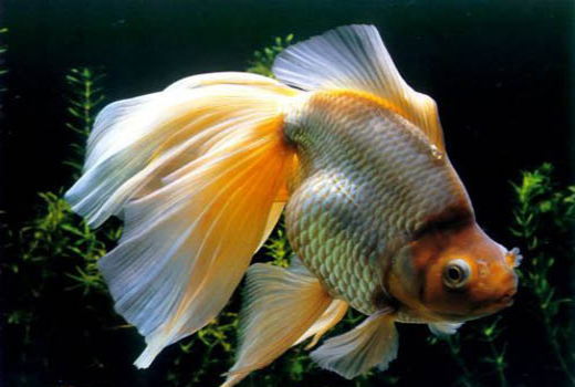 金鱼养几条好风水最好,草金鱼最好养