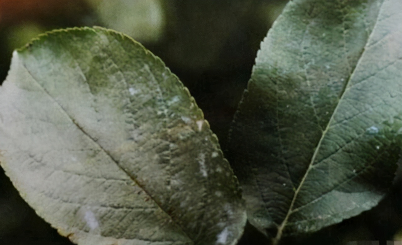 果树银叶病发病原因,苹果树银叶病症状