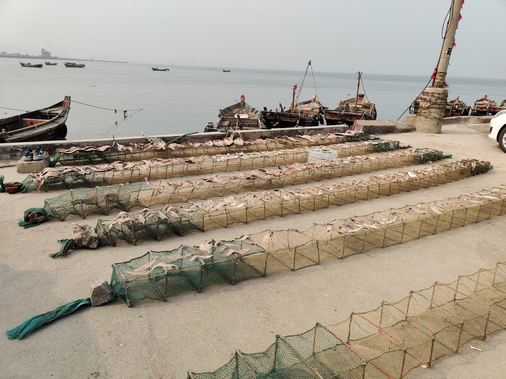 即墨开海上哪个码头买海货新鲜,渔船靠岸搜罗带一手新鲜靓海鲜