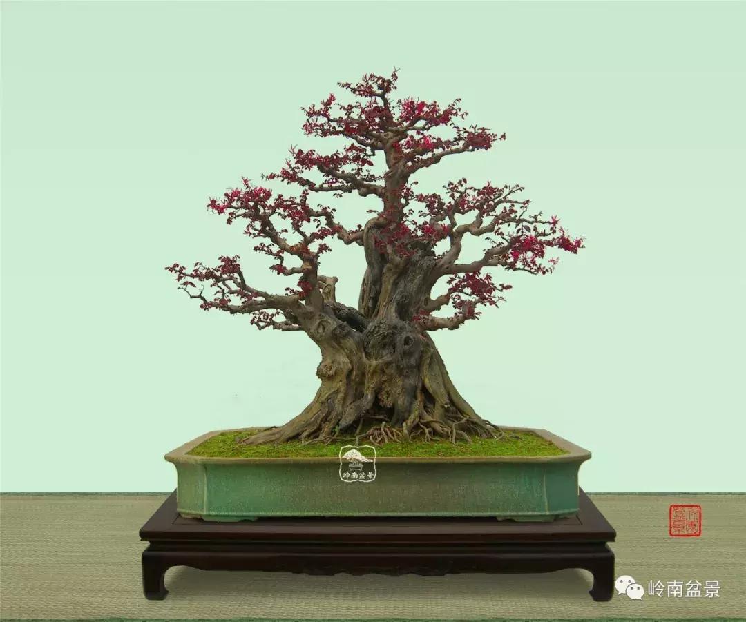 檵木小老桩盆景,檵木盆景图片大全