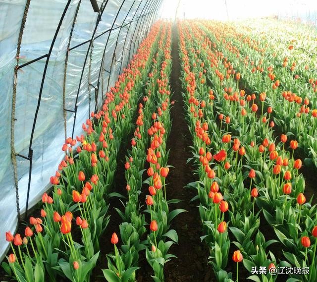 辽宁公布1030个美丽宜居村,辽宁1030个美丽宜居村盘锦