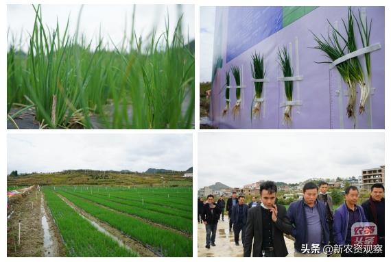 黔南州“一品一策”，格瑞诺瓦助力大葱栽培管理