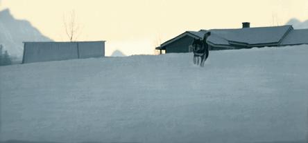 二哈多哥极限逃跑,多哥为什么跟其他哈士奇不一样