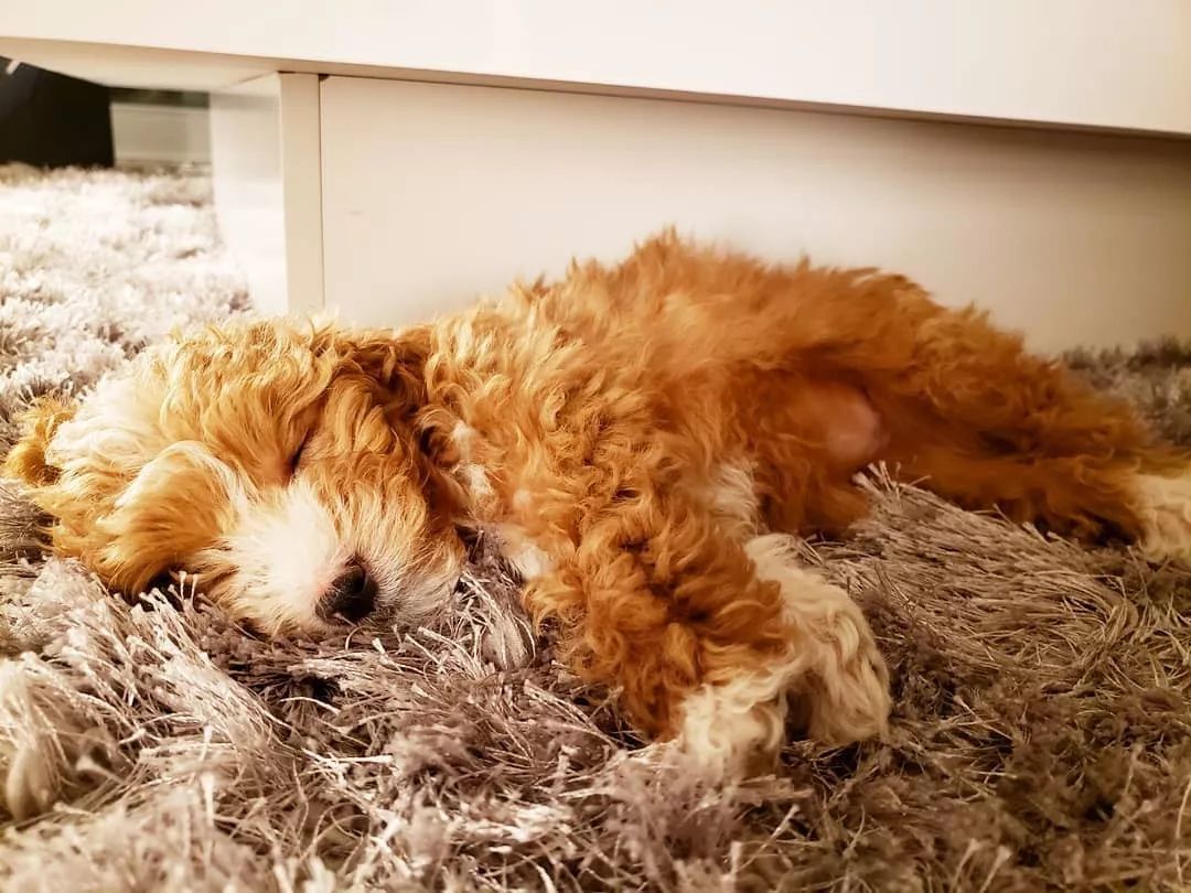 养了这么多狗狗老了都送哪去了,养了这么多年的狗都会心疼