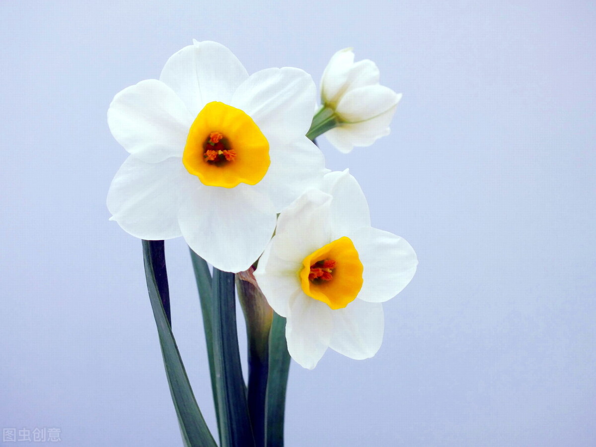 美丽的水仙花图片,美丽的水仙花400字