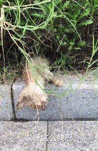 流浪小猫被丢弃遇见好心人被收养,流浪小猫蜷缩在马路小伙暖心救助