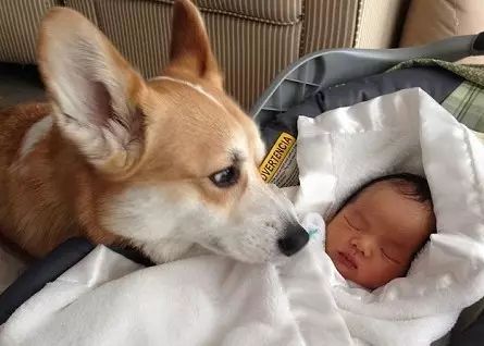 狗狗被孕妈肚子里的宝宝踢了一脚,狗狗怀孕宝宝踢肚子会生吗