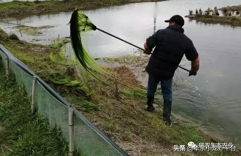露天鱼池长青苔处理方法,阳台鱼缸长青苔如何处理