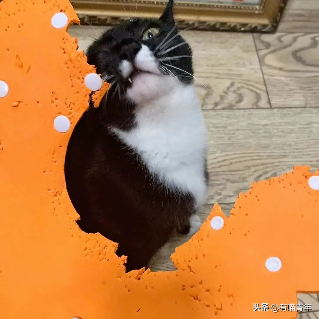 橘猫为什么是魔鬼,橘猫的恐怖之处